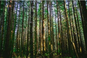 Carbon sequestration in forests is not a viable long-term solution to climate change